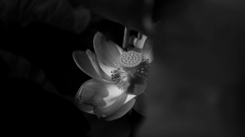 Tải hình ảnh hoa sen trắng nền đen
