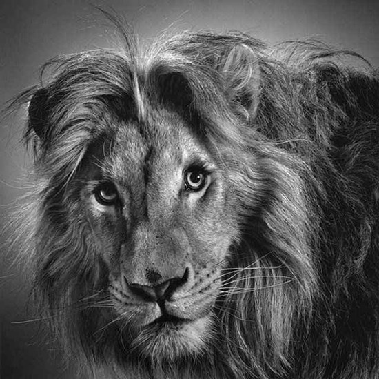 tranh ảnh vẽ bút chì con sư tử