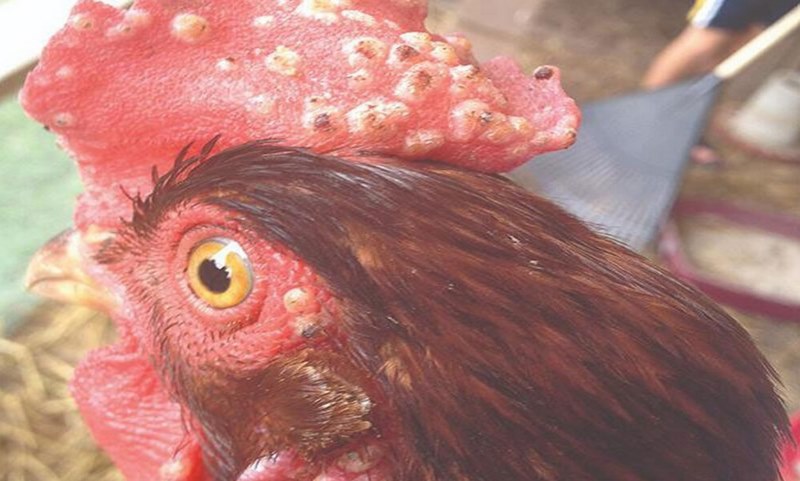 Gà thiếu vitamin A – Triệu chứng và cách điều trị hiệu quả – Thế giới chọi gà
