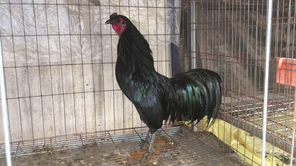 vẻ đẹp bóng đêm của gà chọi Sumatra thuần chủng