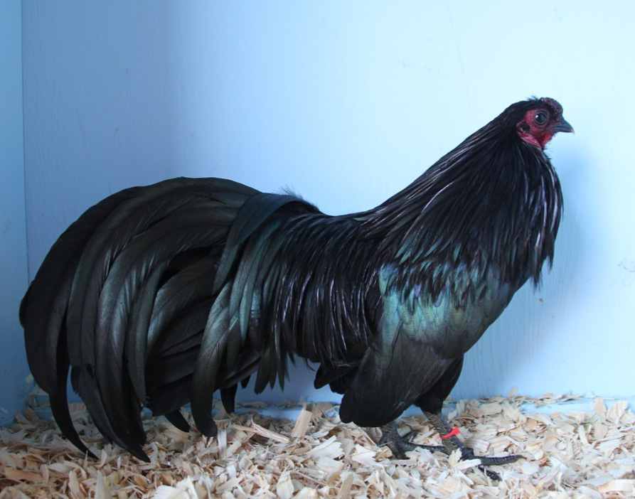 lịch sử và nguồn gốc giống gà chọi Sumatra từ Indonesia